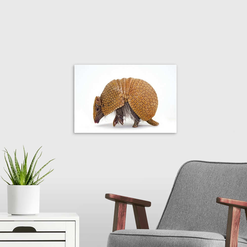 A modern room featuring A southern three-banded armadillo, Tolypeutes matacus.