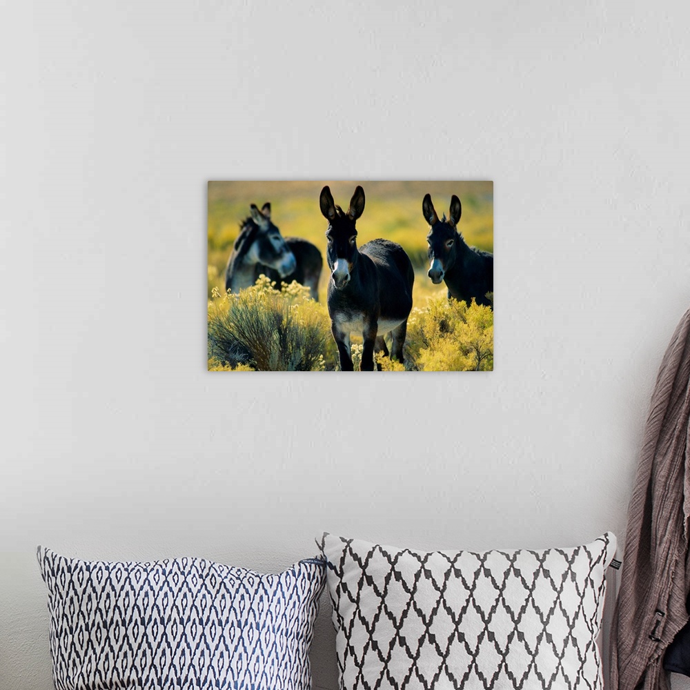 A bohemian room featuring Three wild burros standing in sagebrush.