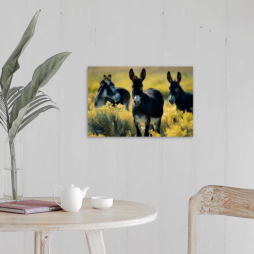 A farmhouse room featuring Three wild burros standing in sagebrush.