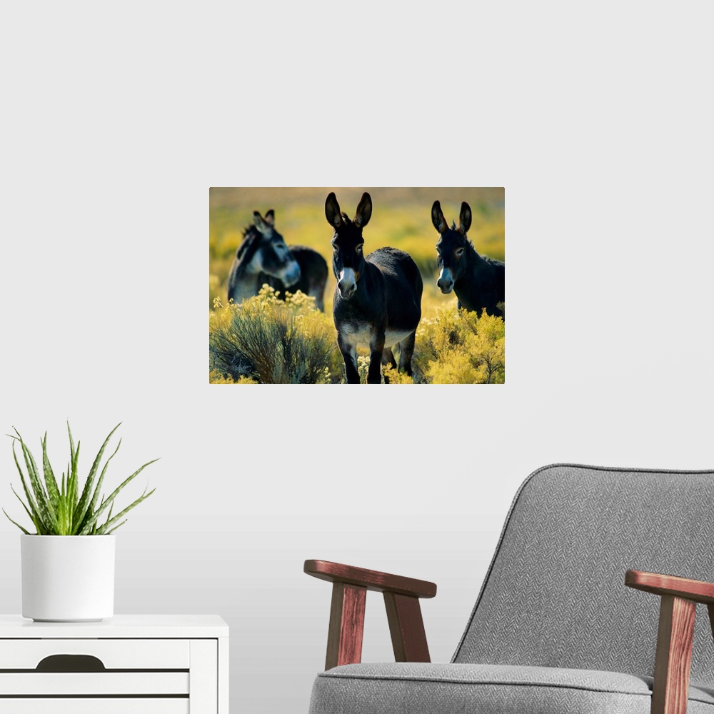 A modern room featuring Three wild burros standing in sagebrush.