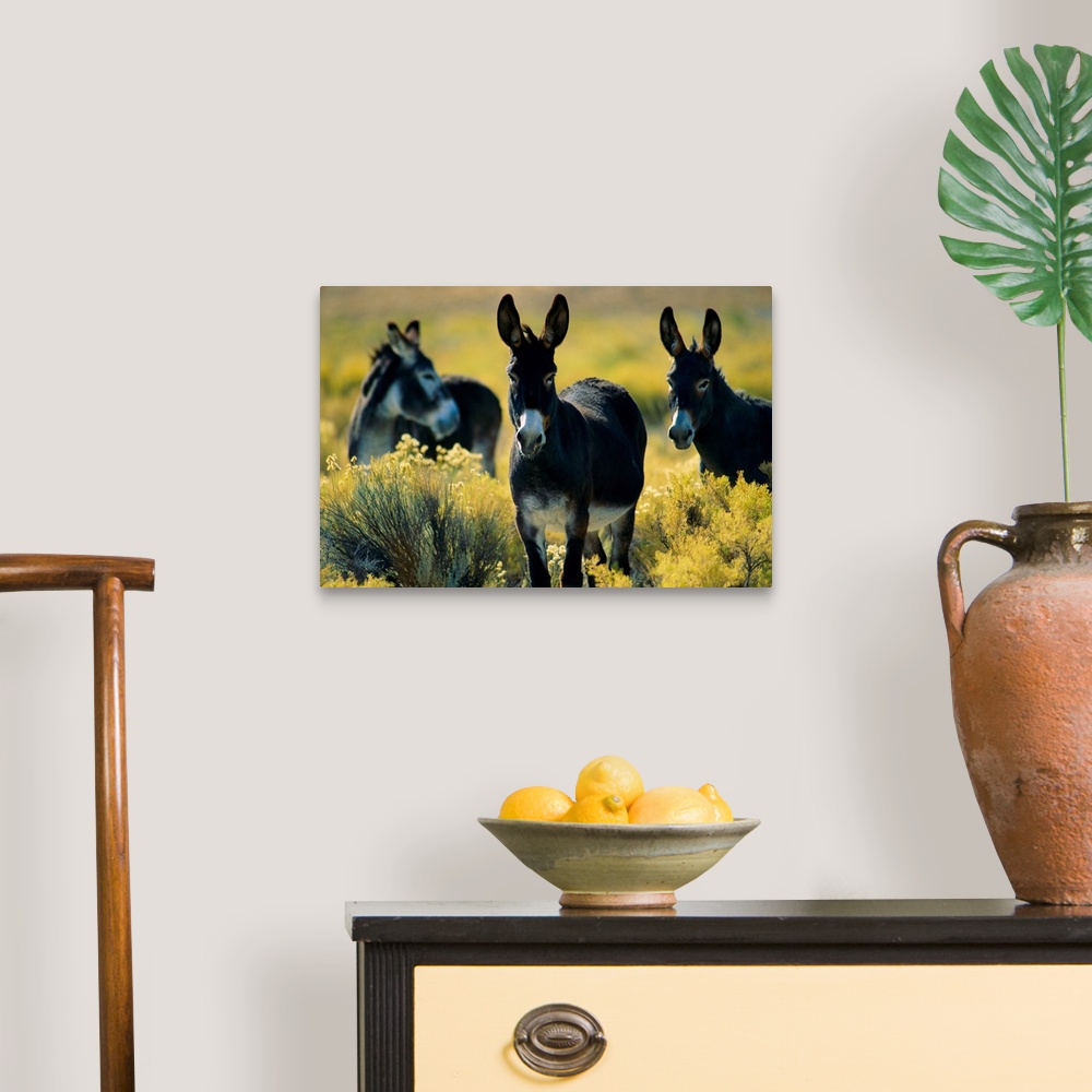 A traditional room featuring Three wild burros standing in sagebrush.
