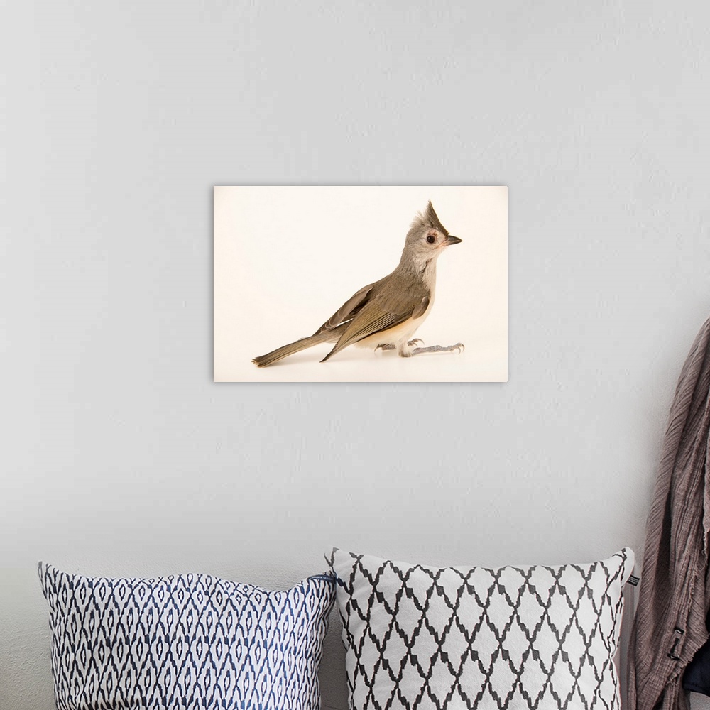 A bohemian room featuring Tufted titmouse, Baeolophus bicolor, from Florida Wildlife Care.