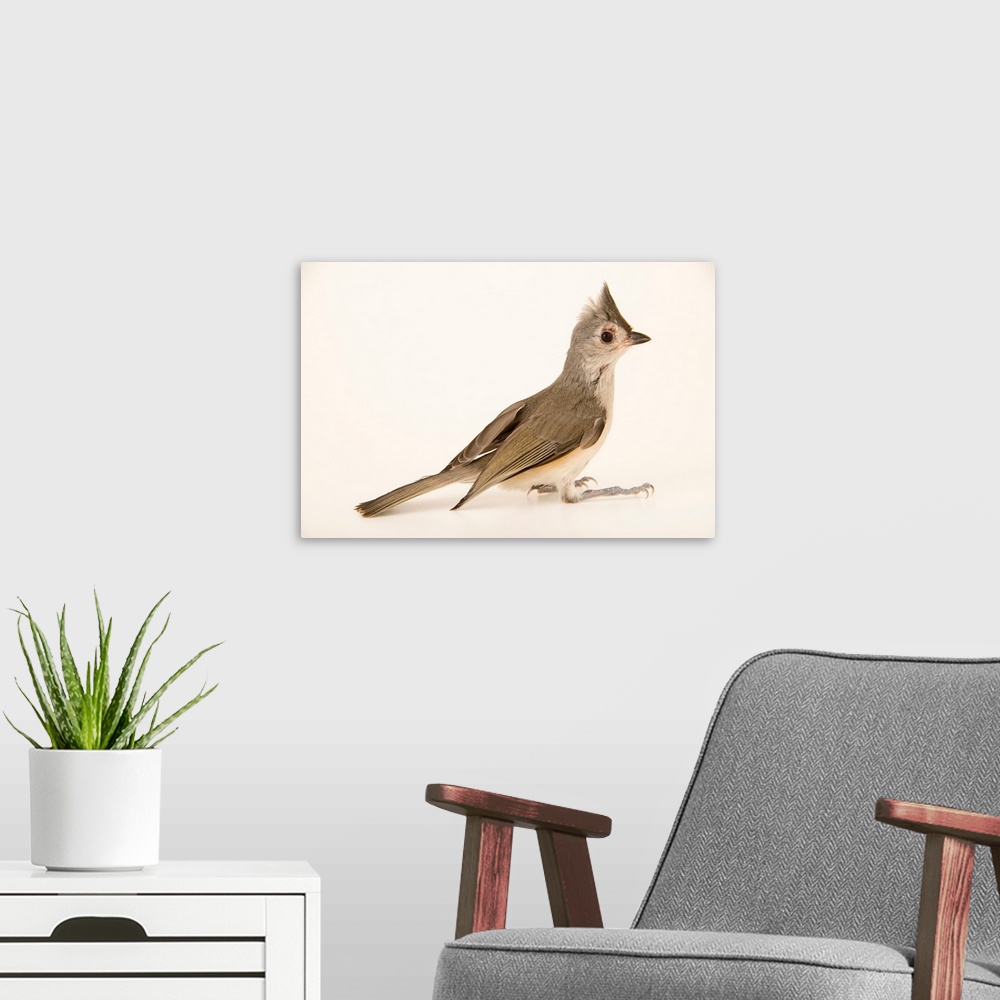 A modern room featuring Tufted titmouse, Baeolophus bicolor, from Florida Wildlife Care.
