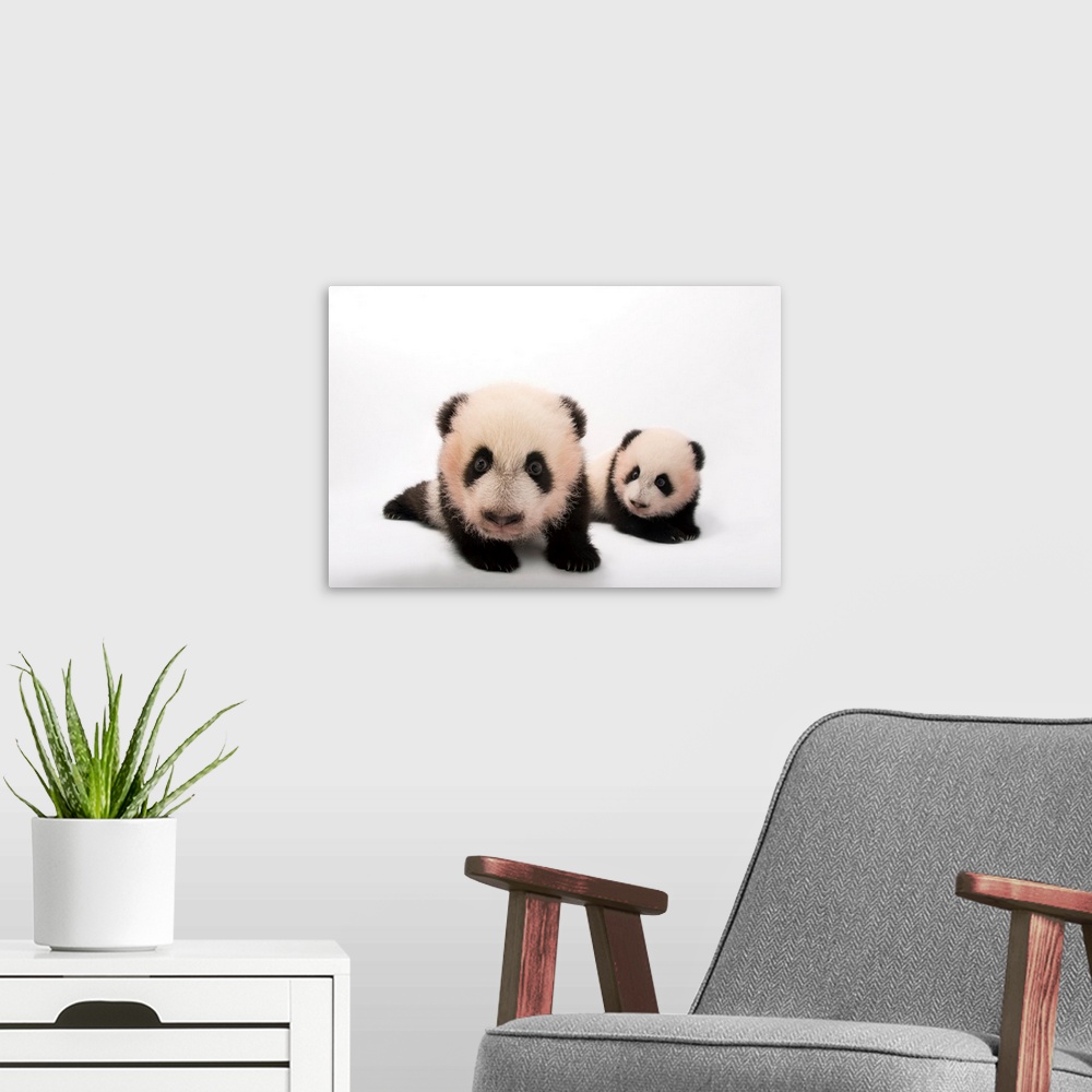 A modern room featuring Twin giant panda cubs, Ailuropoda melanoleuca, at Zoo Atlanta.