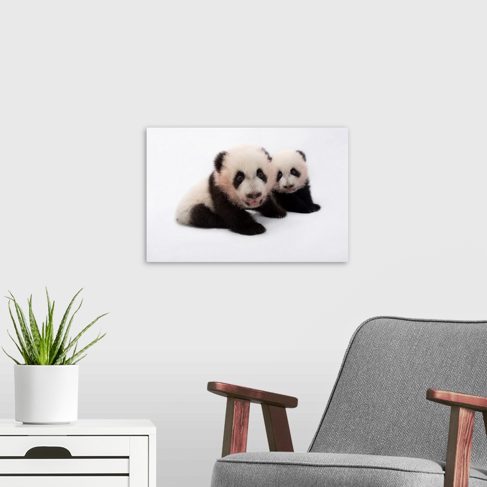 A modern room featuring Twin giant panda cubs, Ailuropoda melanoleuca, at Zoo Atlanta.
