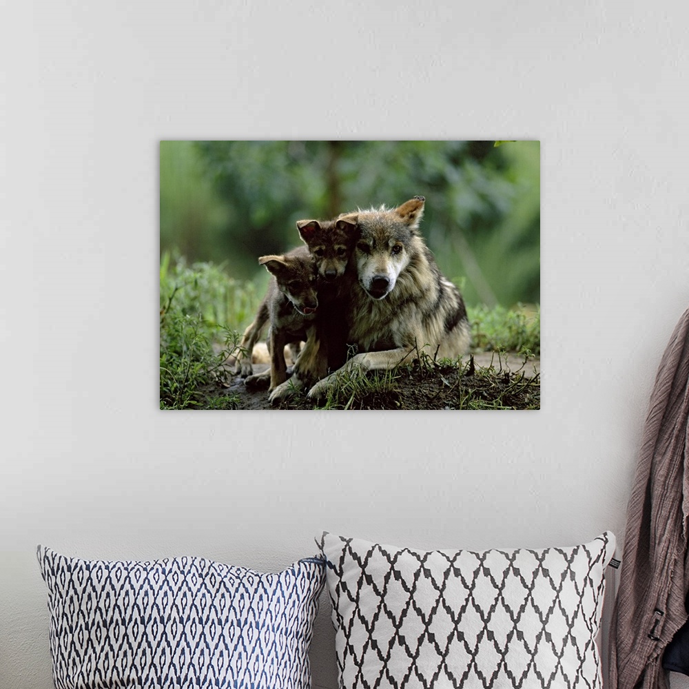 A bohemian room featuring Big canvas photo art of two baby wolves cuddling with an adult wolf in the forest.