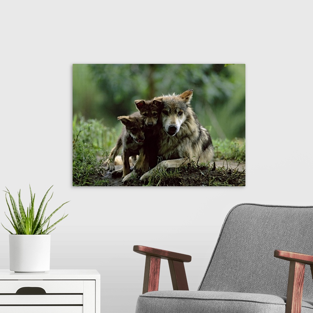 A modern room featuring Big canvas photo art of two baby wolves cuddling with an adult wolf in the forest.