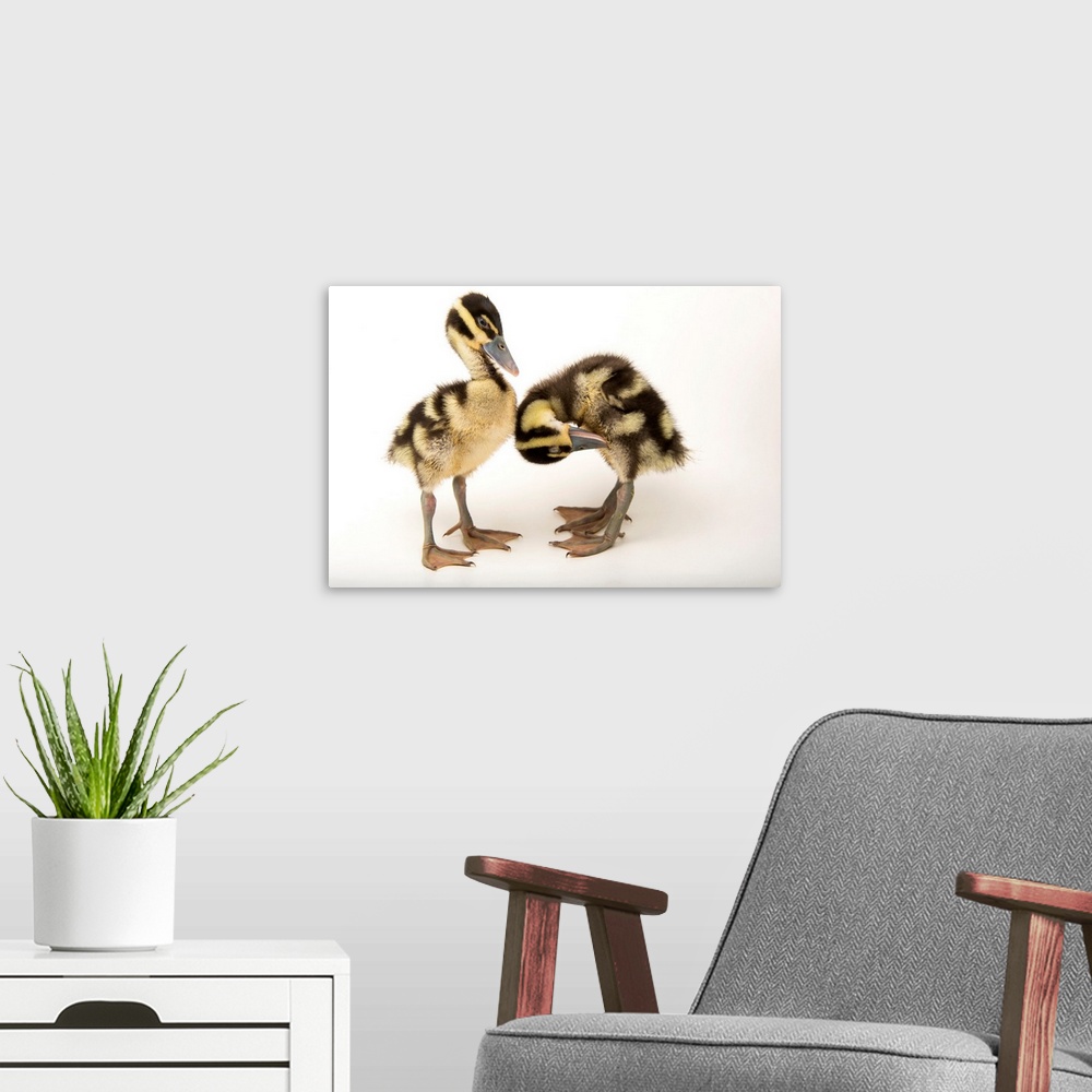 A modern room featuring Two week old black bellied whistling ducklings, Dendrocygna autumnalis, at the Dallas World Aquar...