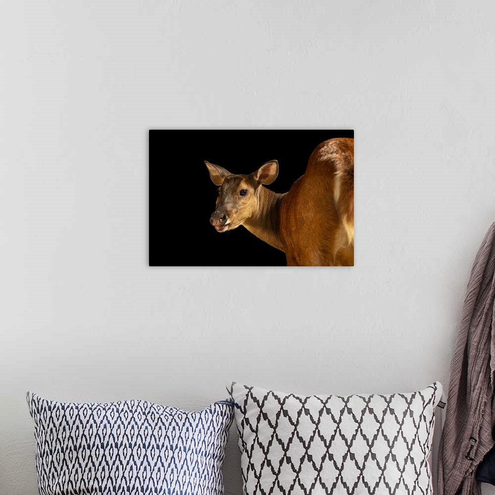 A bohemian room featuring Valentina, a female red brocket deer (Mazama americana) at Amazon Shelter, a wildlife rescue, reh...