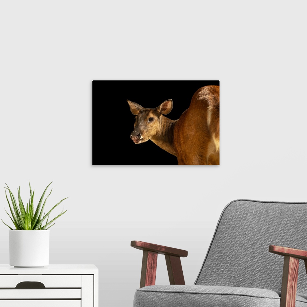 A modern room featuring Valentina, a female red brocket deer (Mazama americana) at Amazon Shelter, a wildlife rescue, reh...