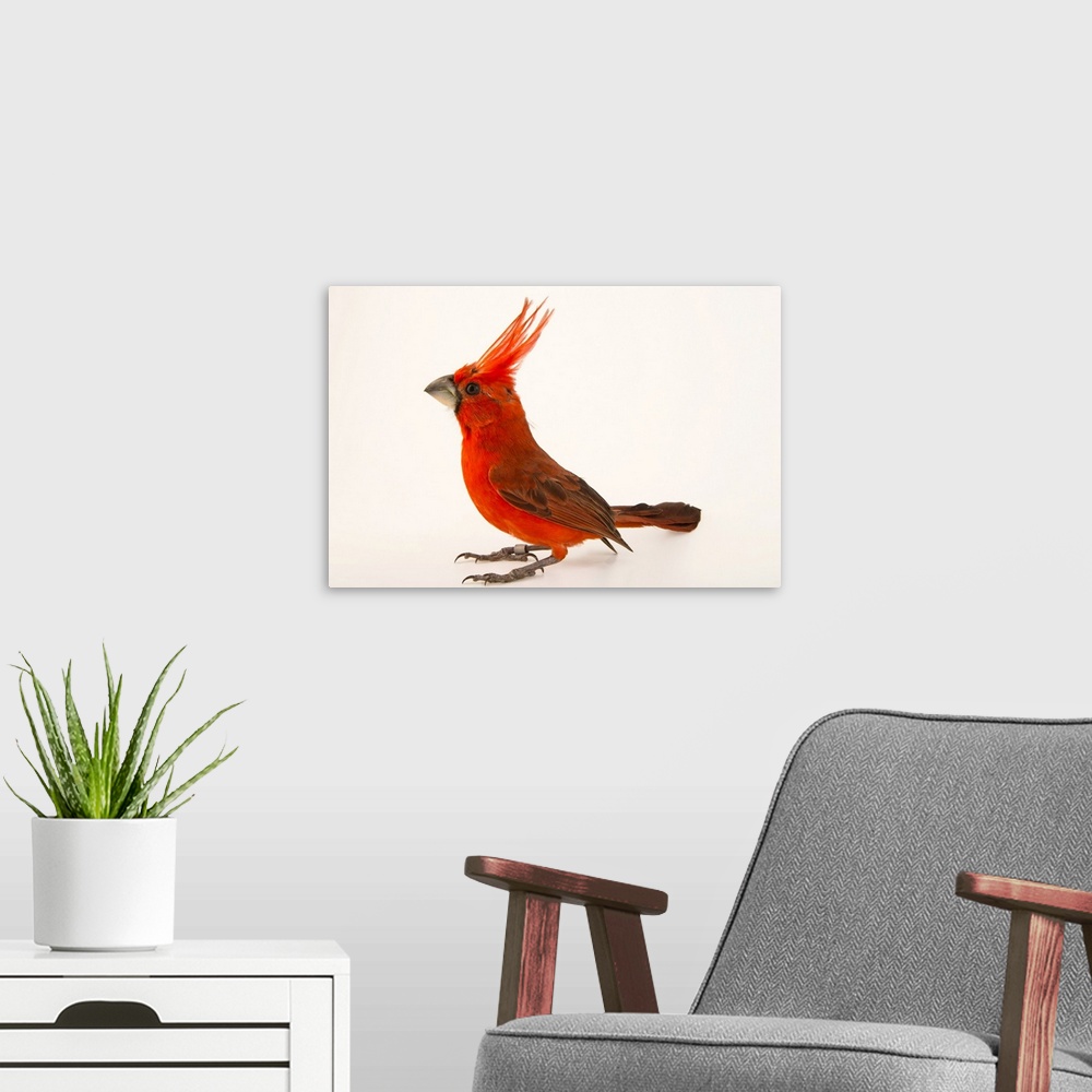 A modern room featuring Vermilion cardinal, Cardinalis phoeniceus, at the National Aviary of Colombia.