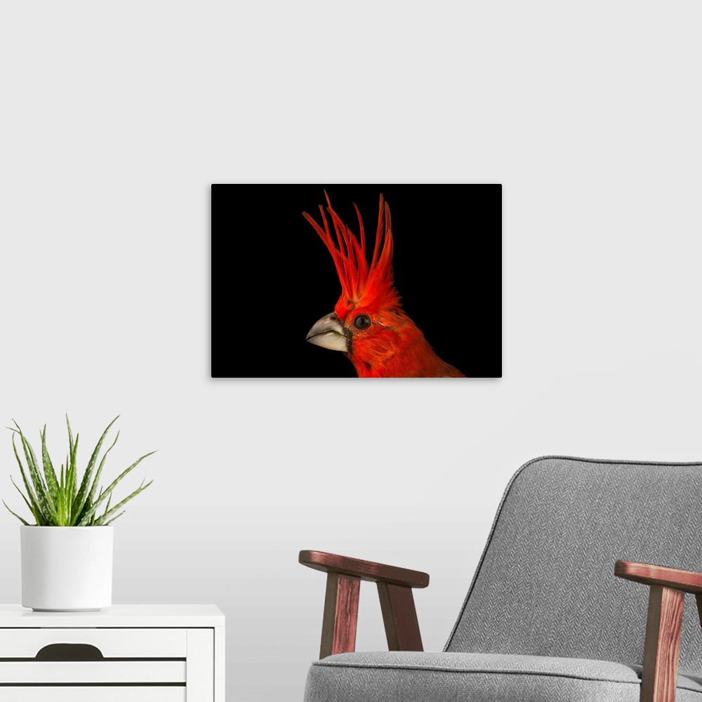 A modern room featuring Vermilion cardinal, Cardinalis phoeniceus, at the National Aviary of Colombia.