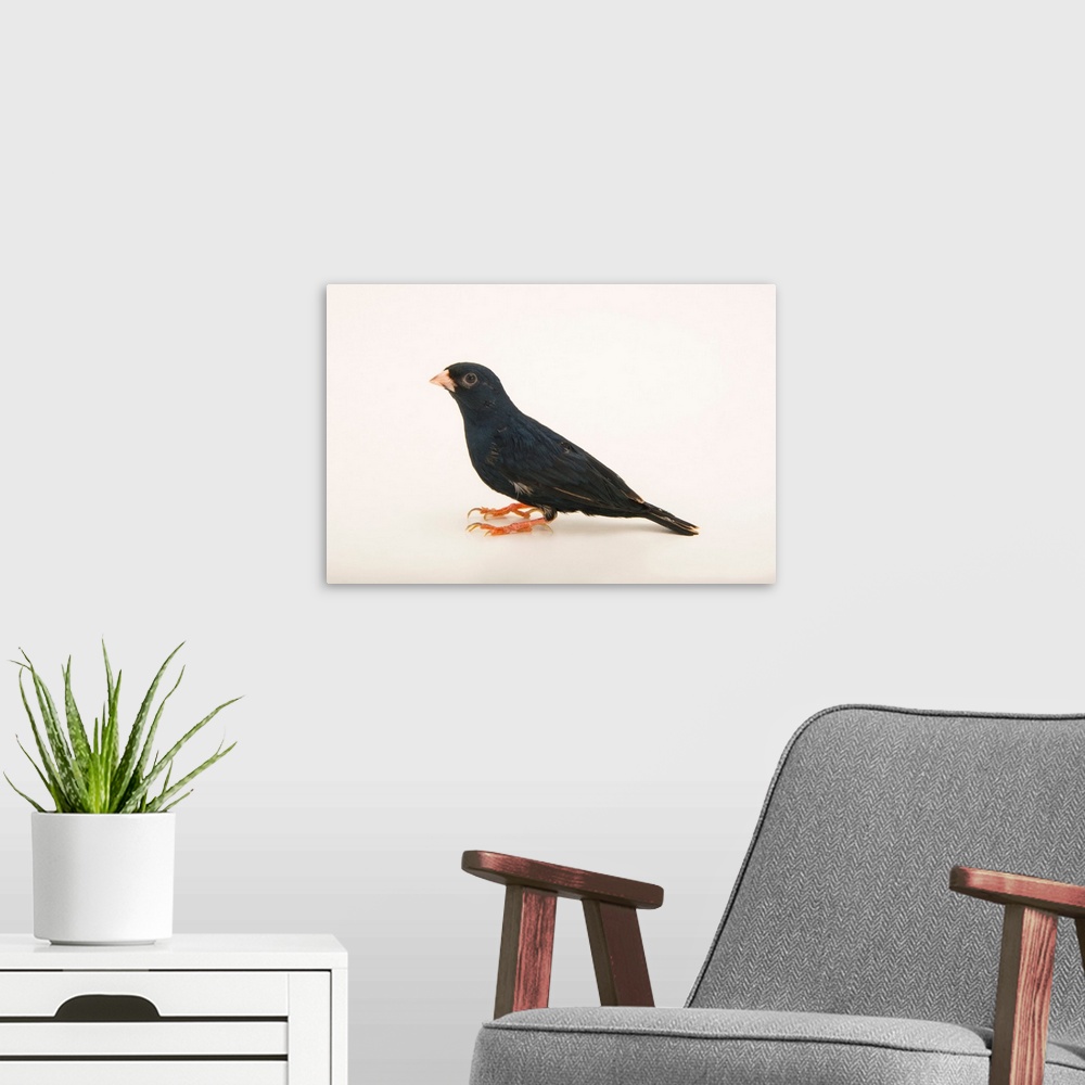 A modern room featuring Village indigobird or steelblue widowfinch, Vidua chalybeata.