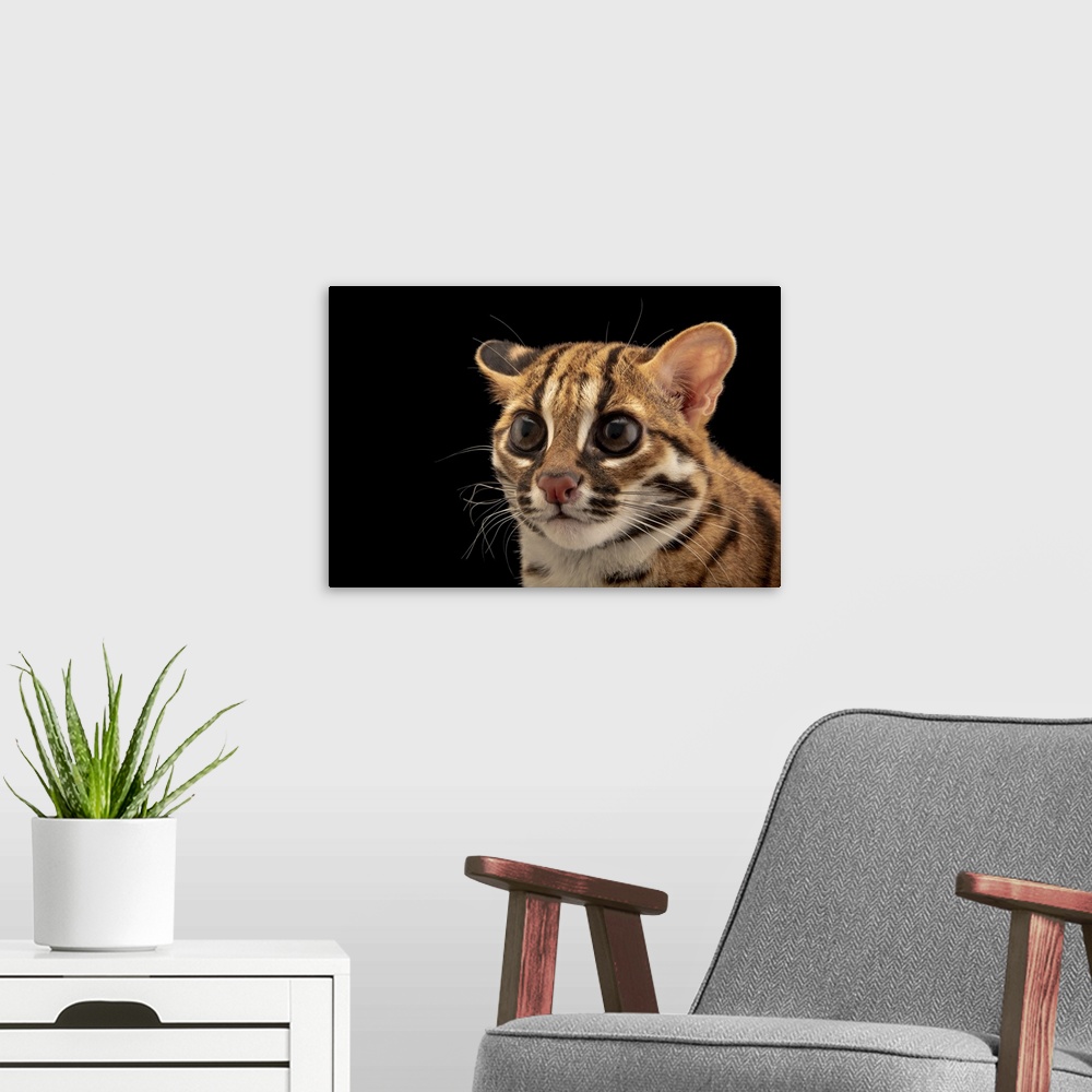 A modern room featuring Visayan leopard cat, Prionailurus bengalensis rabori, at the Avilon Zoo. This species is listed a...
