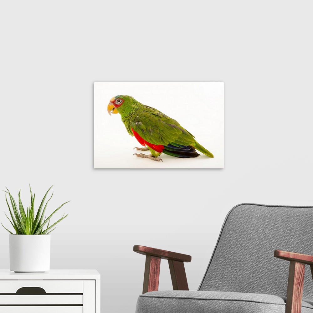 A modern room featuring White fronted amazon, Amazona albifrons nana.