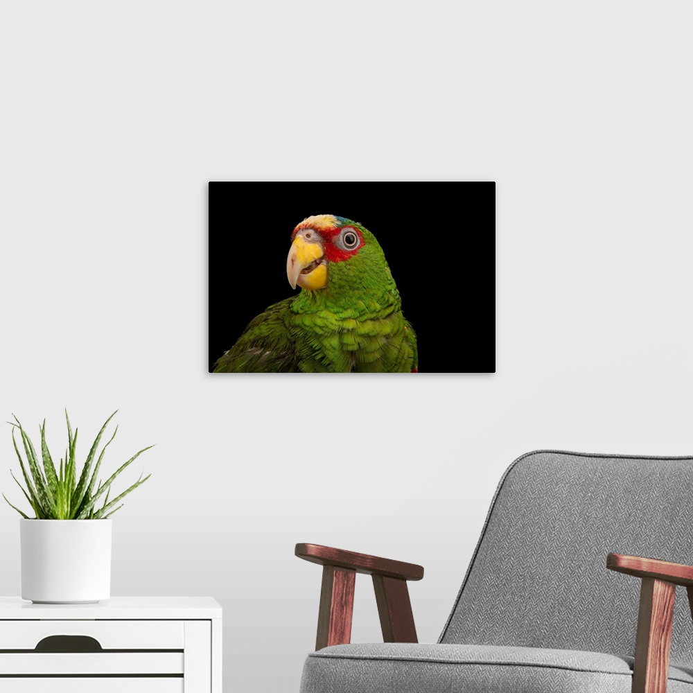 A modern room featuring White fronted Amazon, Amazona albifrons nana.