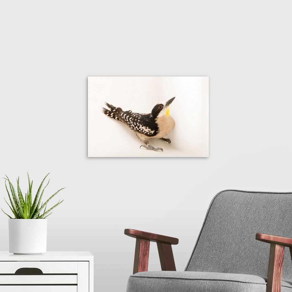 A modern room featuring White fronted woodpecker, Melanerpes cactorum.