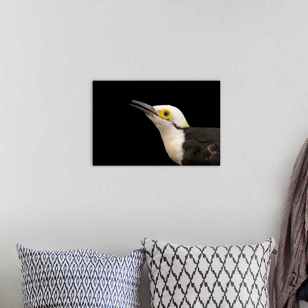A bohemian room featuring White woodpecker, Melanerpes candidus.