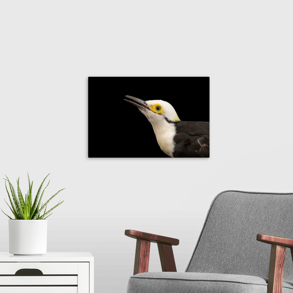 A modern room featuring White woodpecker, Melanerpes candidus.