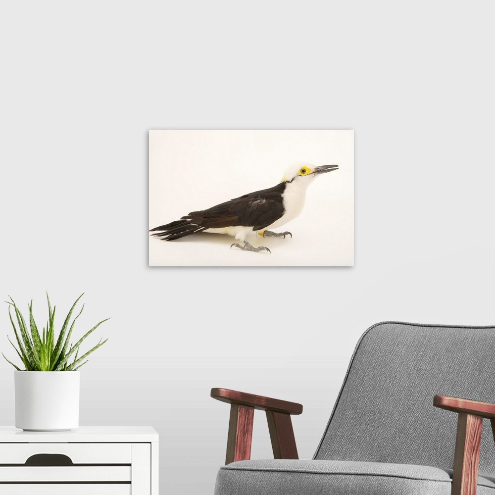 A modern room featuring White woodpecker, Melanerpes candidus.