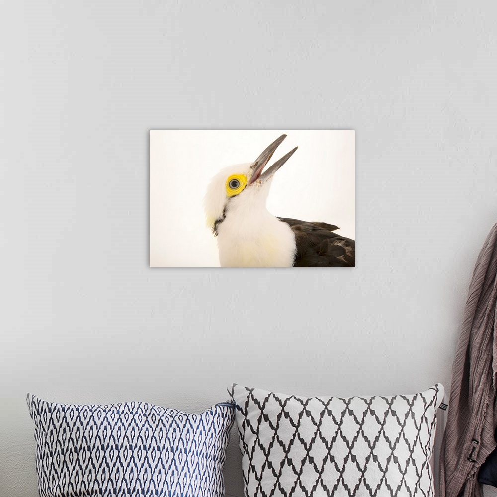 A bohemian room featuring White woodpecker, Melanerpes candidus.