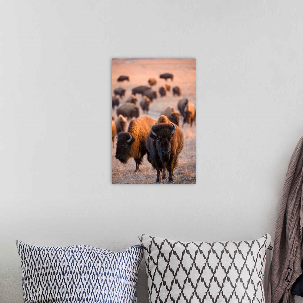 A bohemian room featuring Wild American bison roam on a game preserve in Kansas.