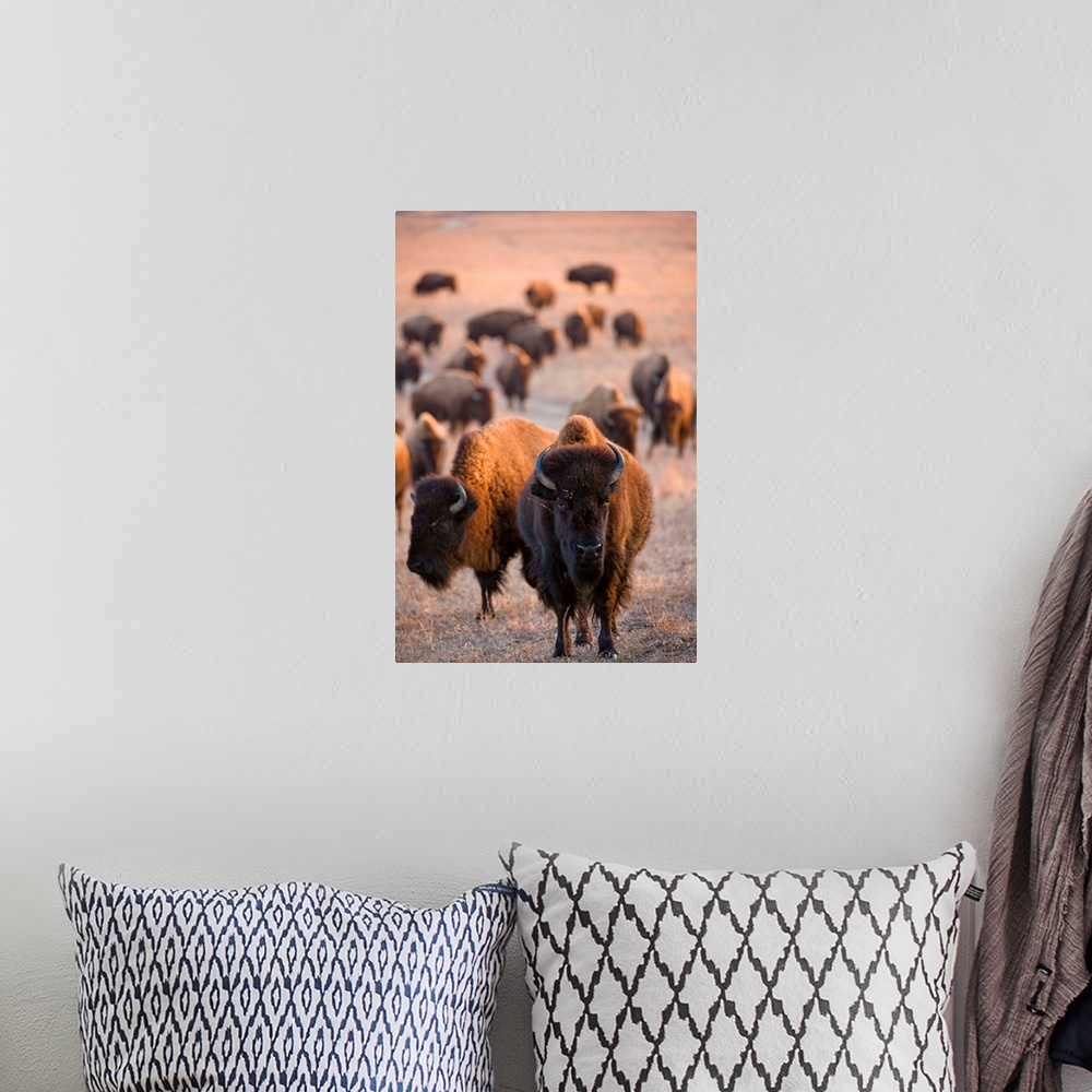 A bohemian room featuring Wild American bison roam on a game preserve in Kansas.