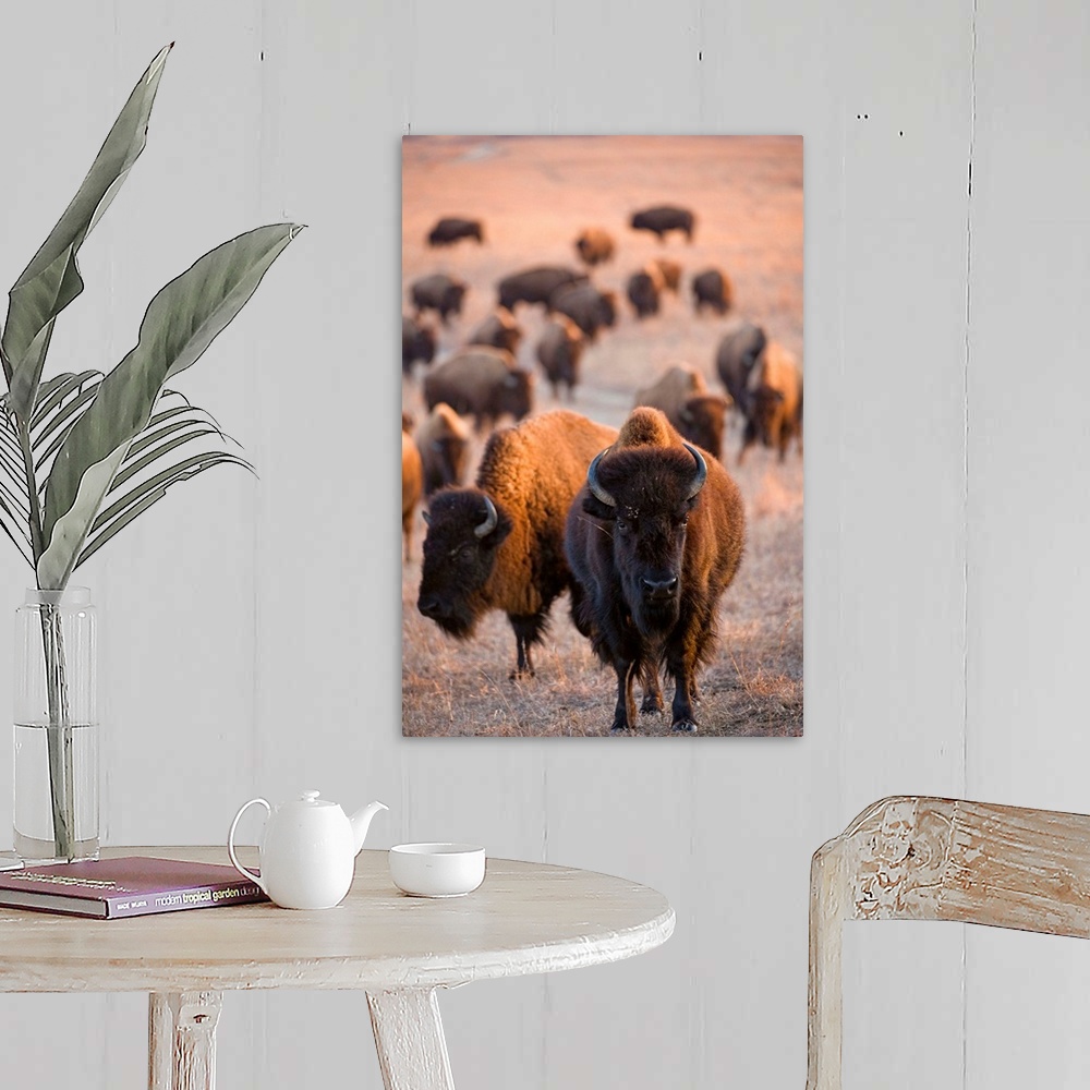 A farmhouse room featuring Wild American bison roam on a game preserve in Kansas.