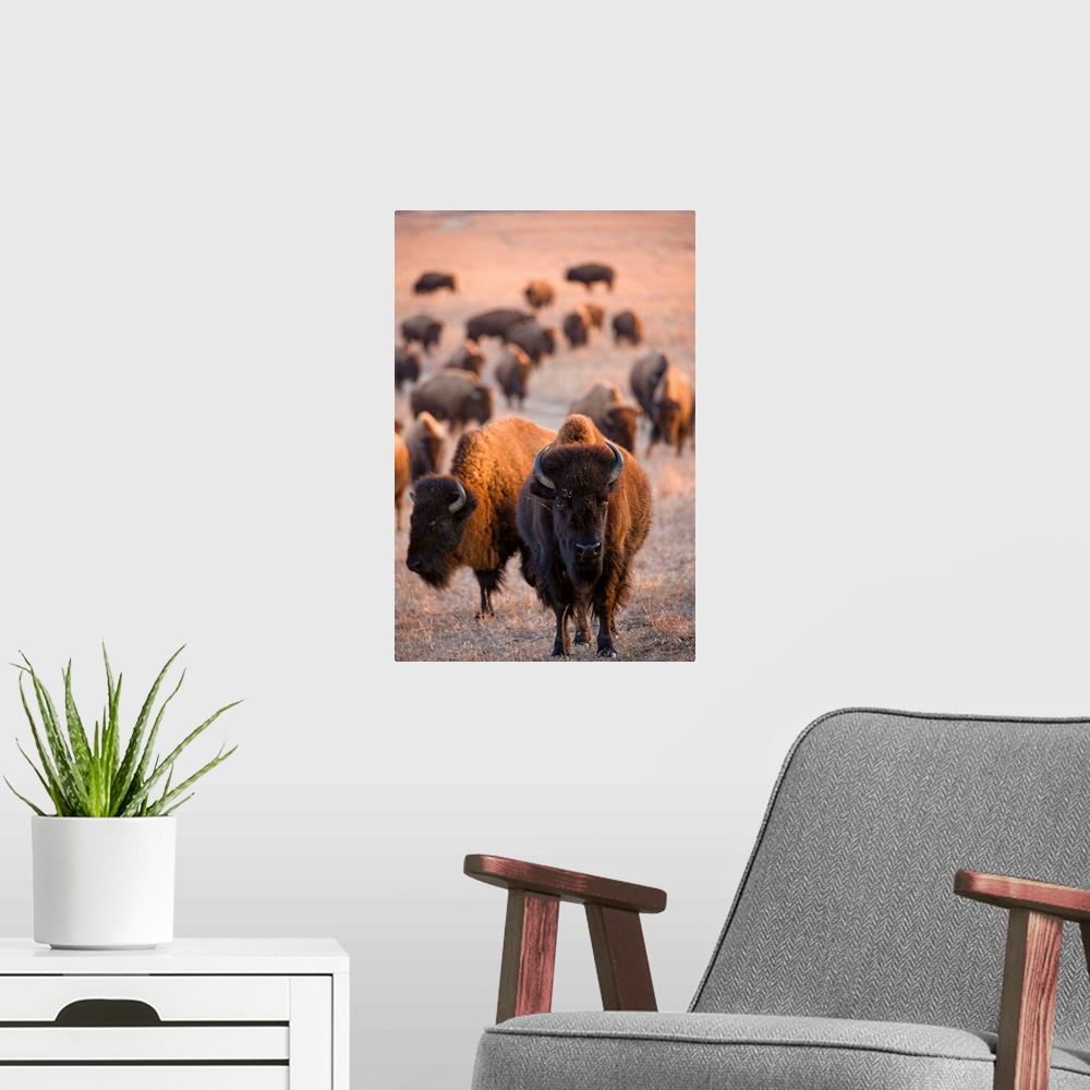 A modern room featuring Wild American bison roam on a game preserve in Kansas.