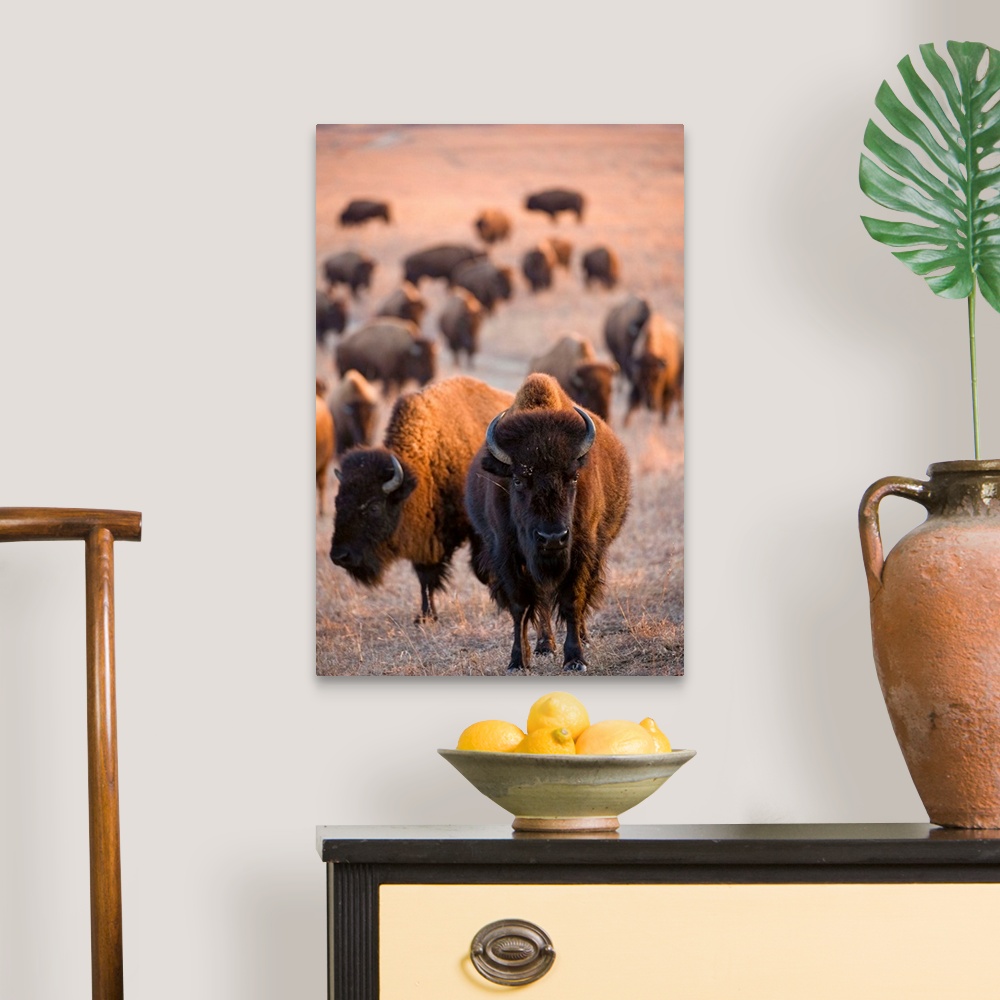 A traditional room featuring Wild American bison roam on a game preserve in Kansas.