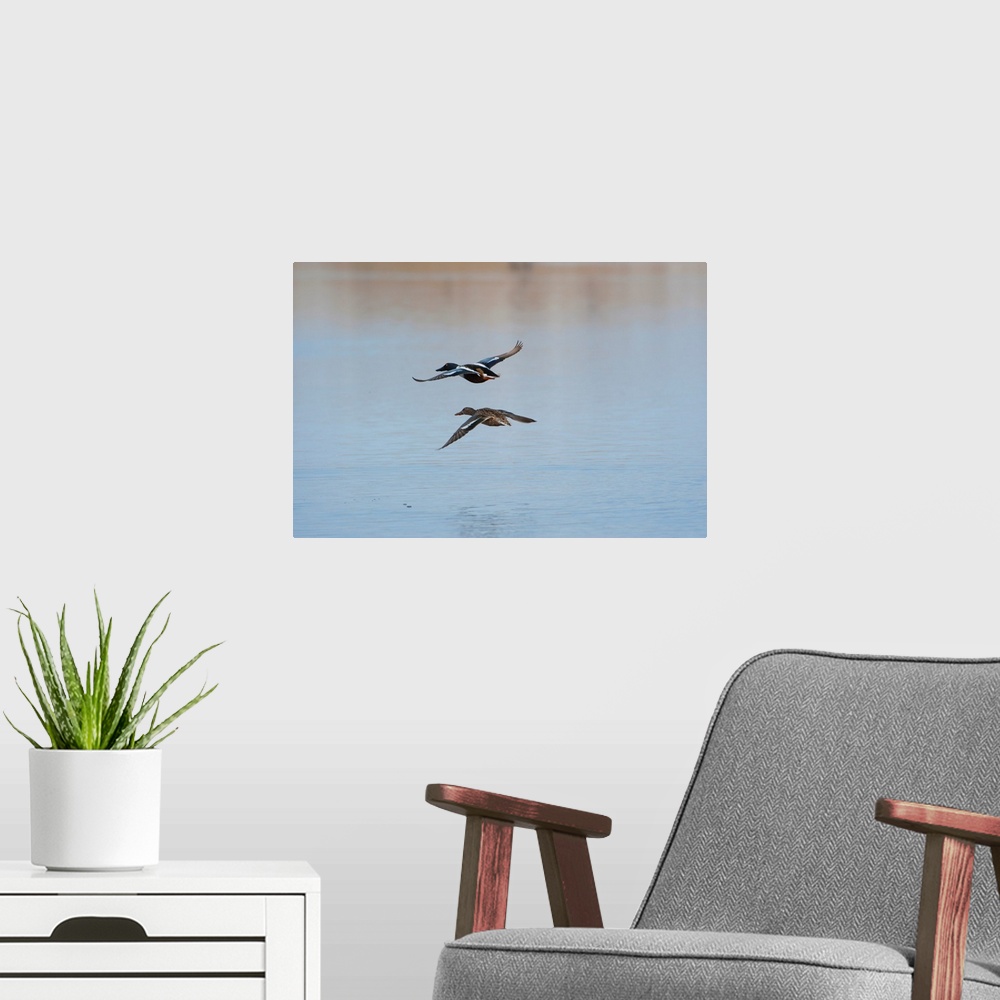 A modern room featuring Wild birds prepare to land on a lake in the Nebraska sandhills.