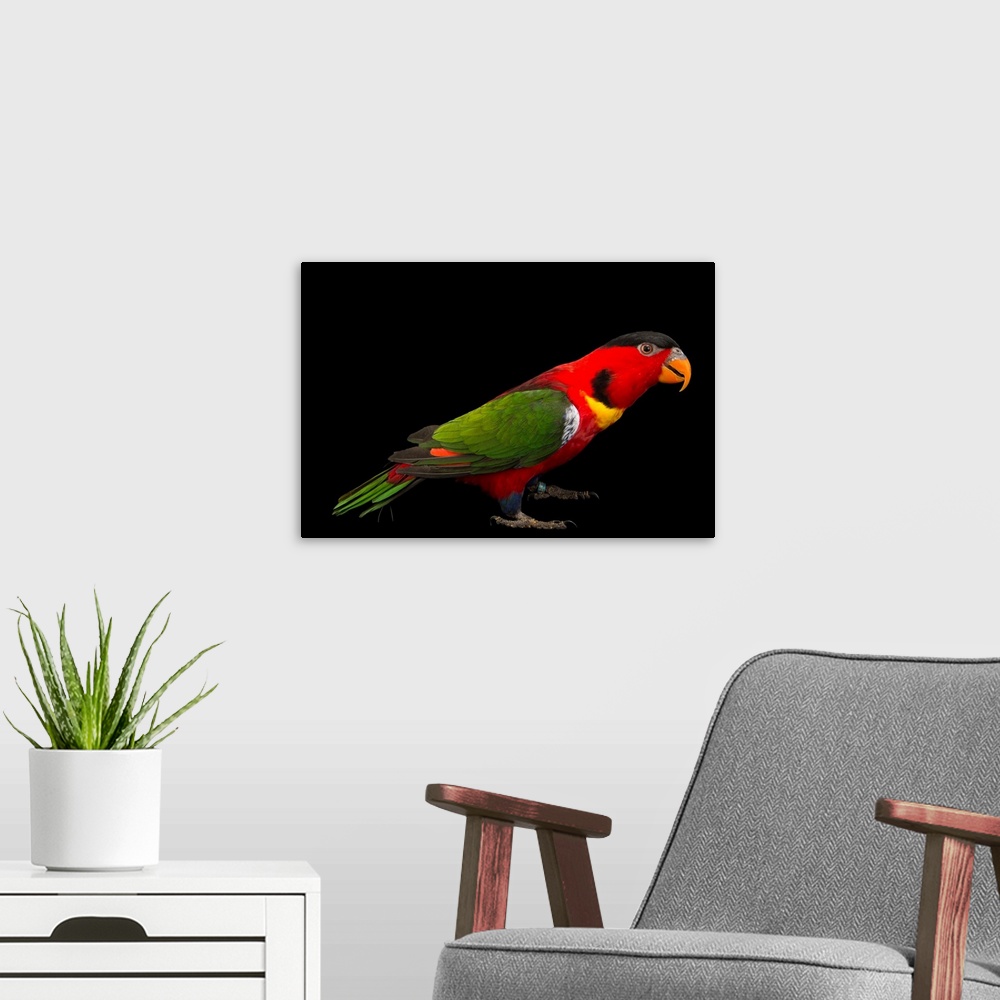 A modern room featuring Yellow bibbed lory, Lorius chlorocercus.
