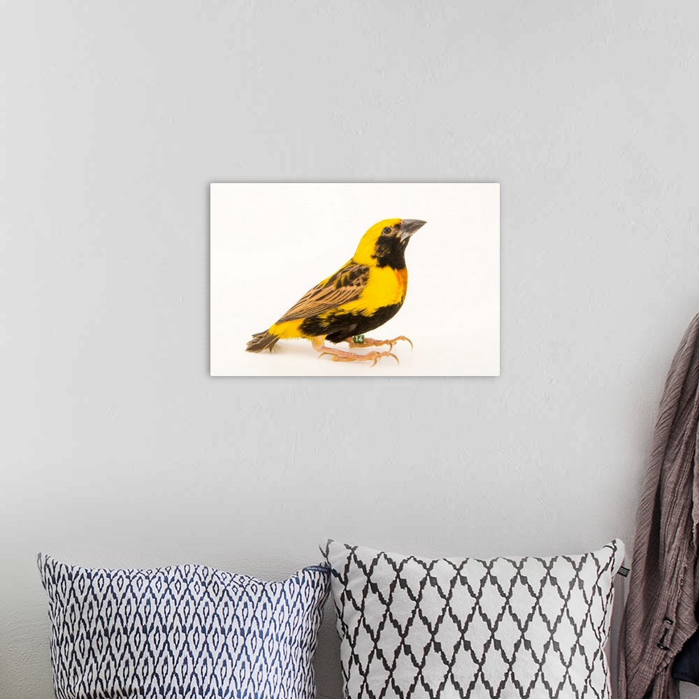 A bohemian room featuring Yellow crowned bishop, Euplectes afer afer.