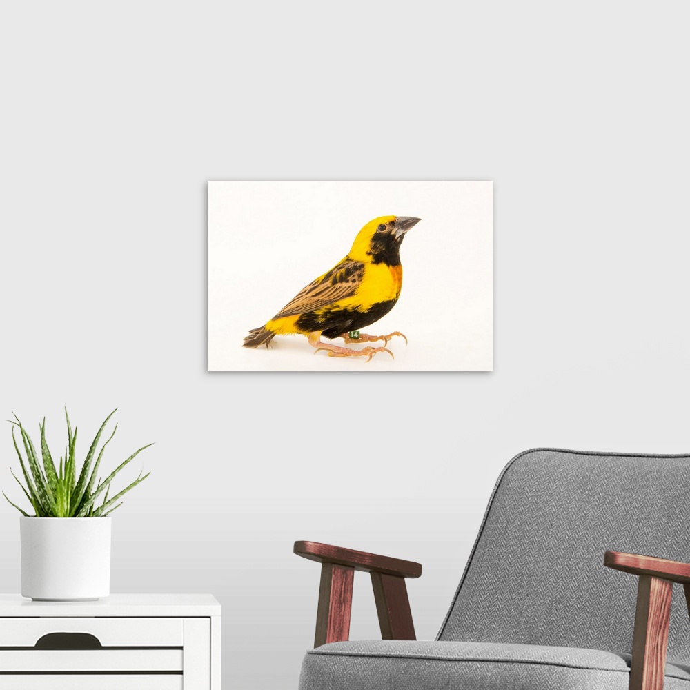 A modern room featuring Yellow crowned bishop, Euplectes afer afer.