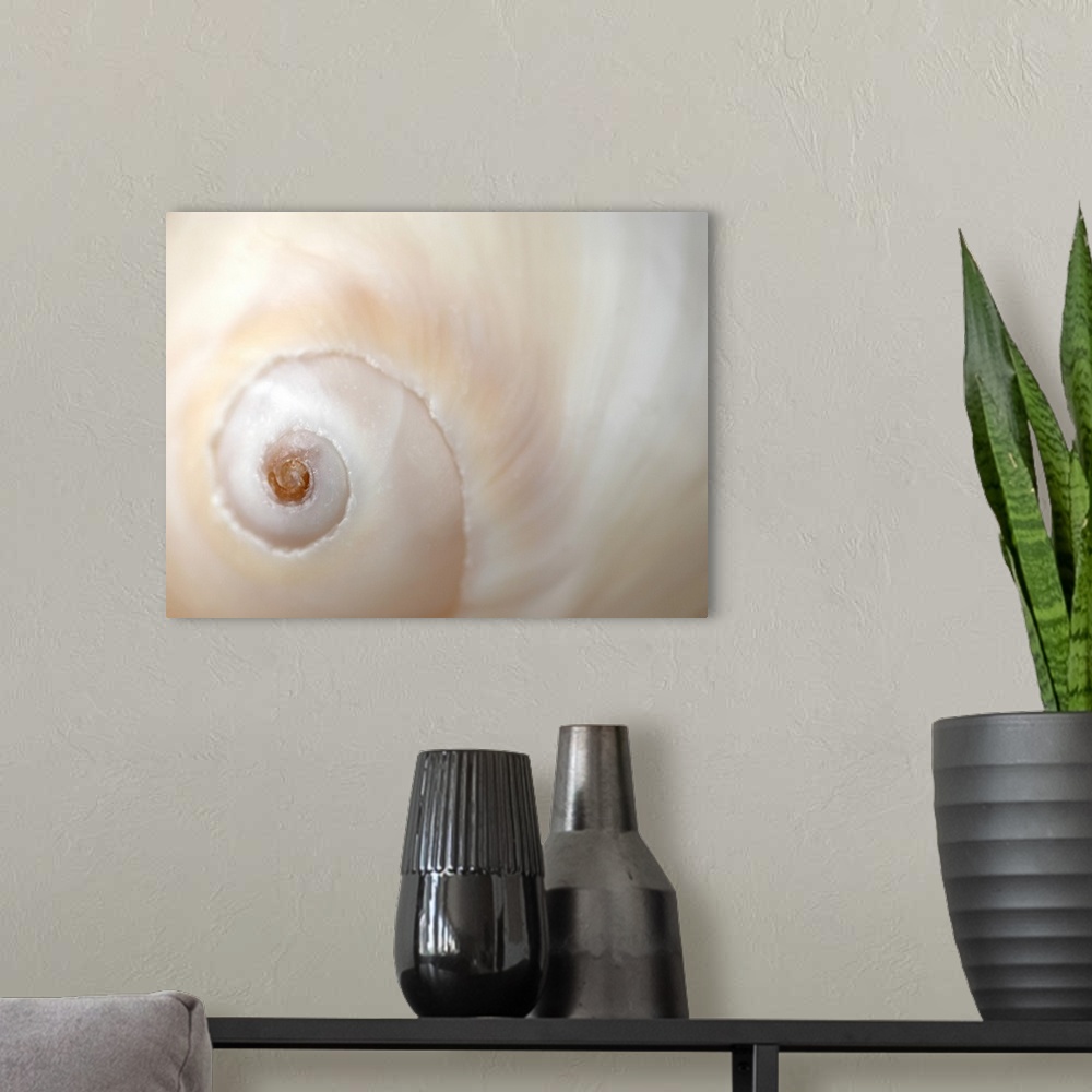 A modern room featuring A close up of a shell