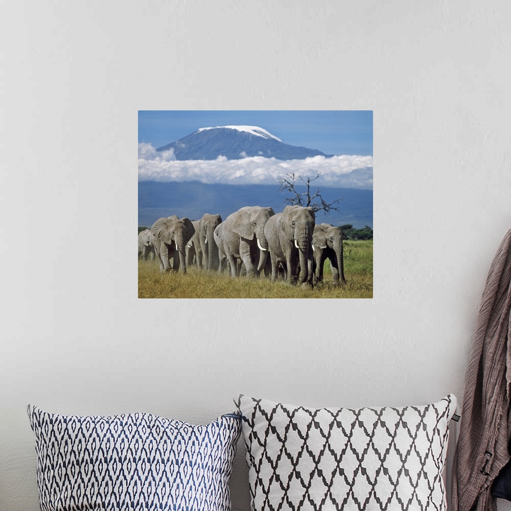 A bohemian room featuring A herd of elephants with Mount Kilimanjaro in the background.