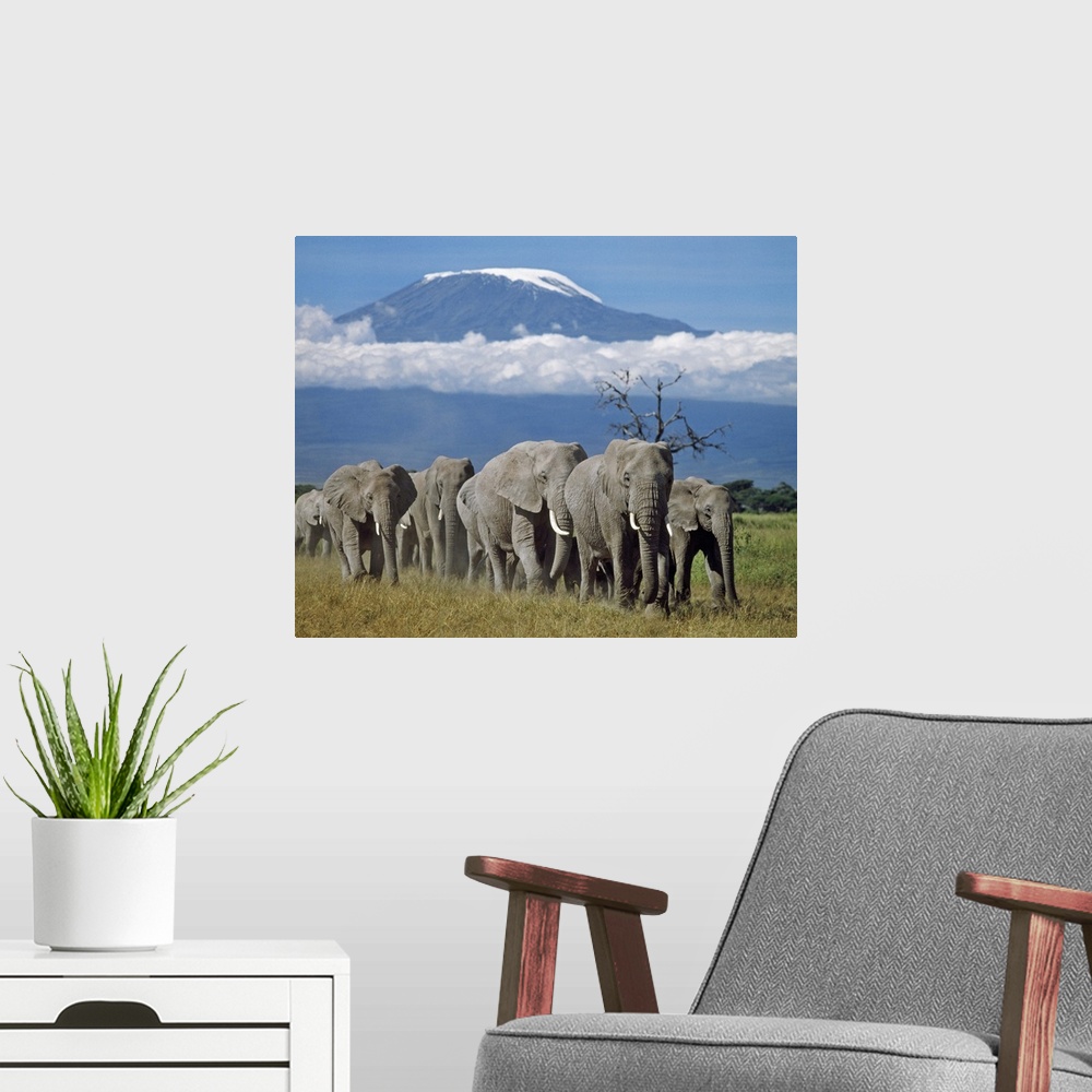 A modern room featuring A herd of elephants with Mount Kilimanjaro in the background.