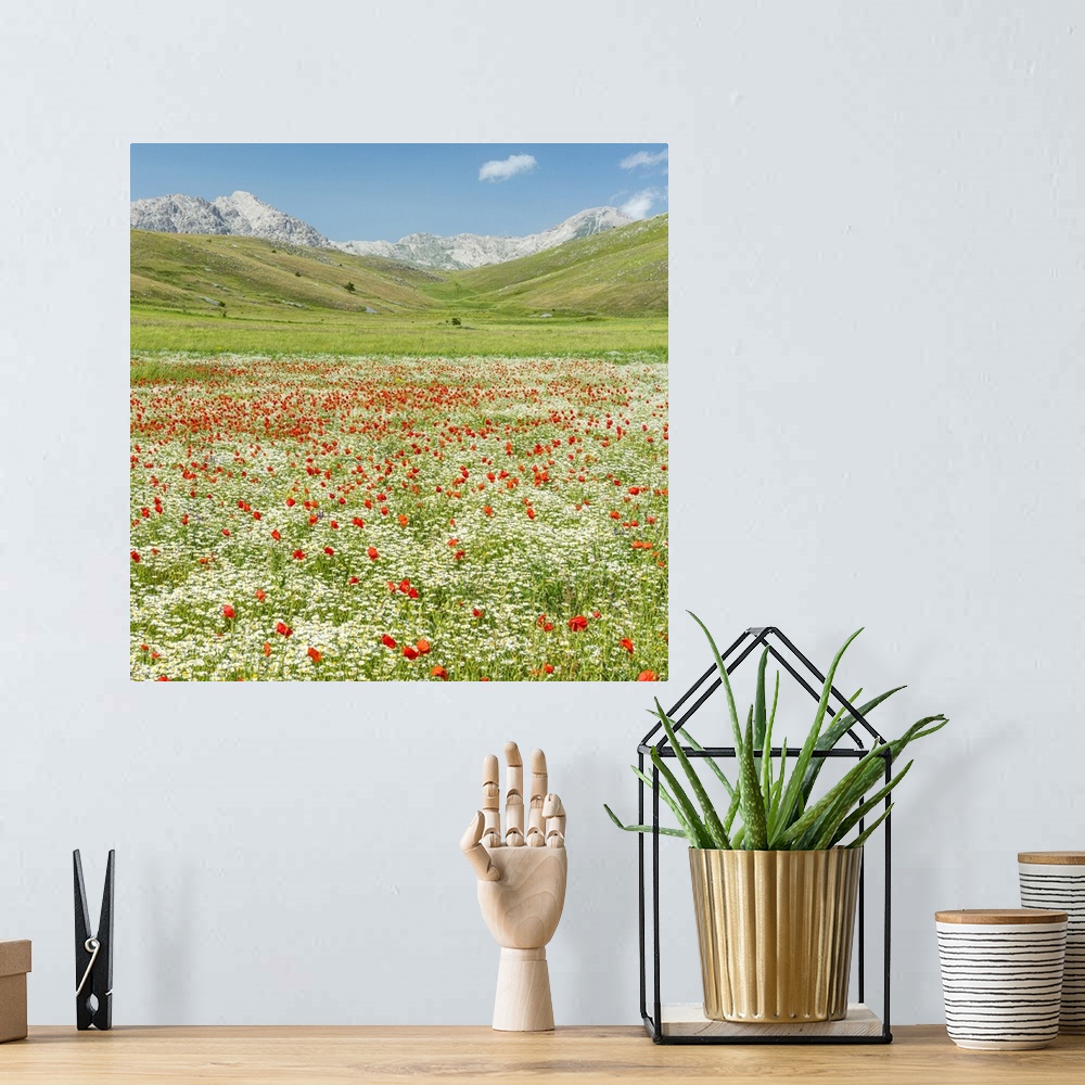 A bohemian room featuring A meadow with wildflowers in the National Park of Gran Sasso, the Abruzzi, Italy