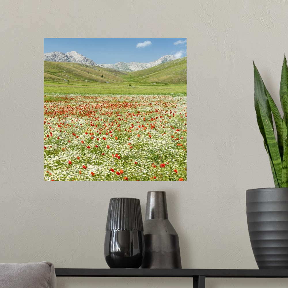 A modern room featuring A meadow with wildflowers in the National Park of Gran Sasso, the Abruzzi, Italy