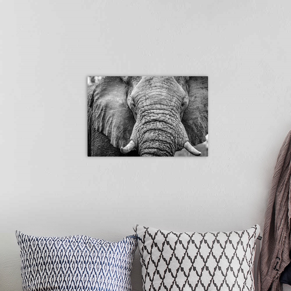 A bohemian room featuring Africa, Botswana, okavango delta. A portrait of an elephant.