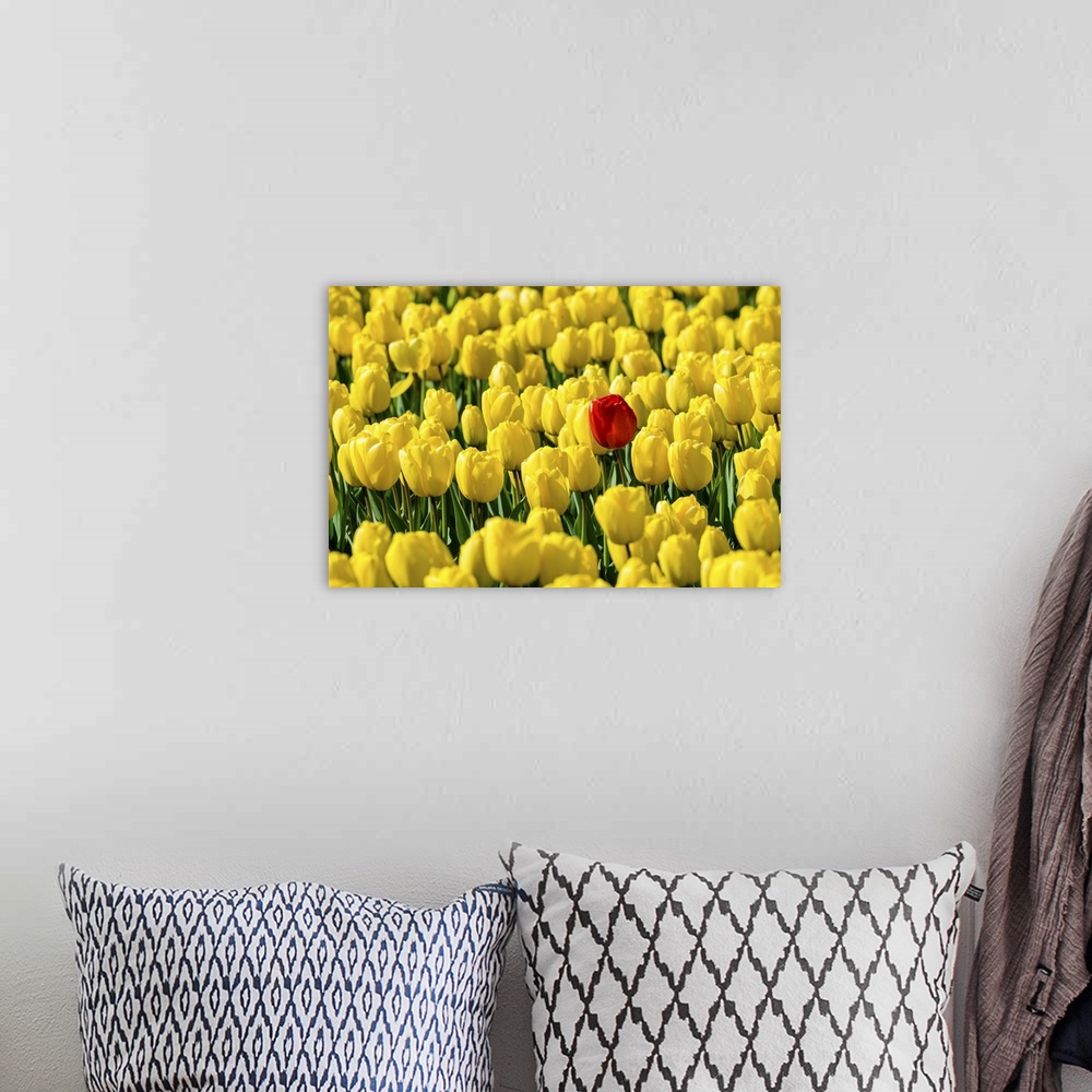 A bohemian room featuring Netherlands, South Holland, Nordwijkerhout. A single red tulip flower in a field of yellow tulips.