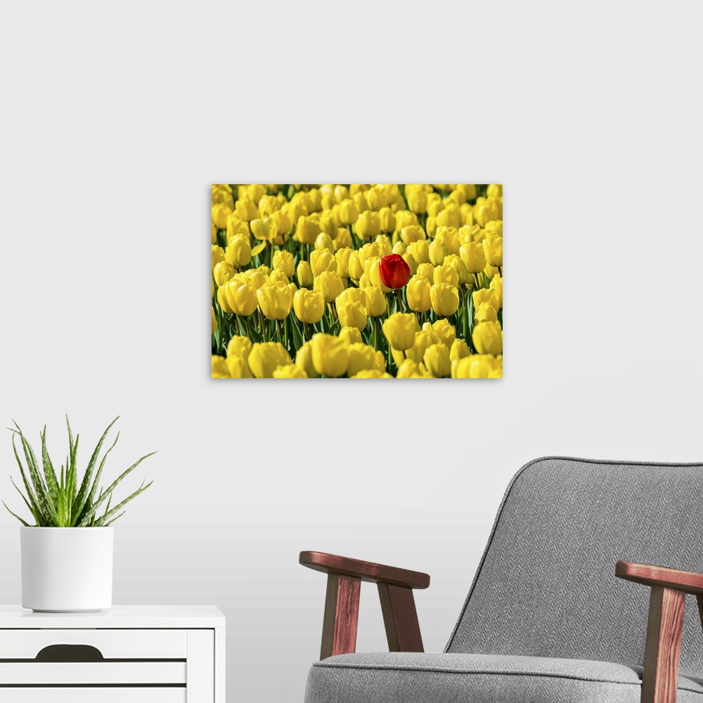 A modern room featuring Netherlands, South Holland, Nordwijkerhout. A single red tulip flower in a field of yellow tulips.