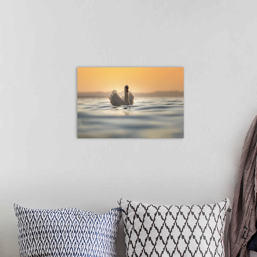 A bohemian room featuring A swan is floating on the surface of water into lake Garda during sunset. Lazise, Garda lake, Ven...