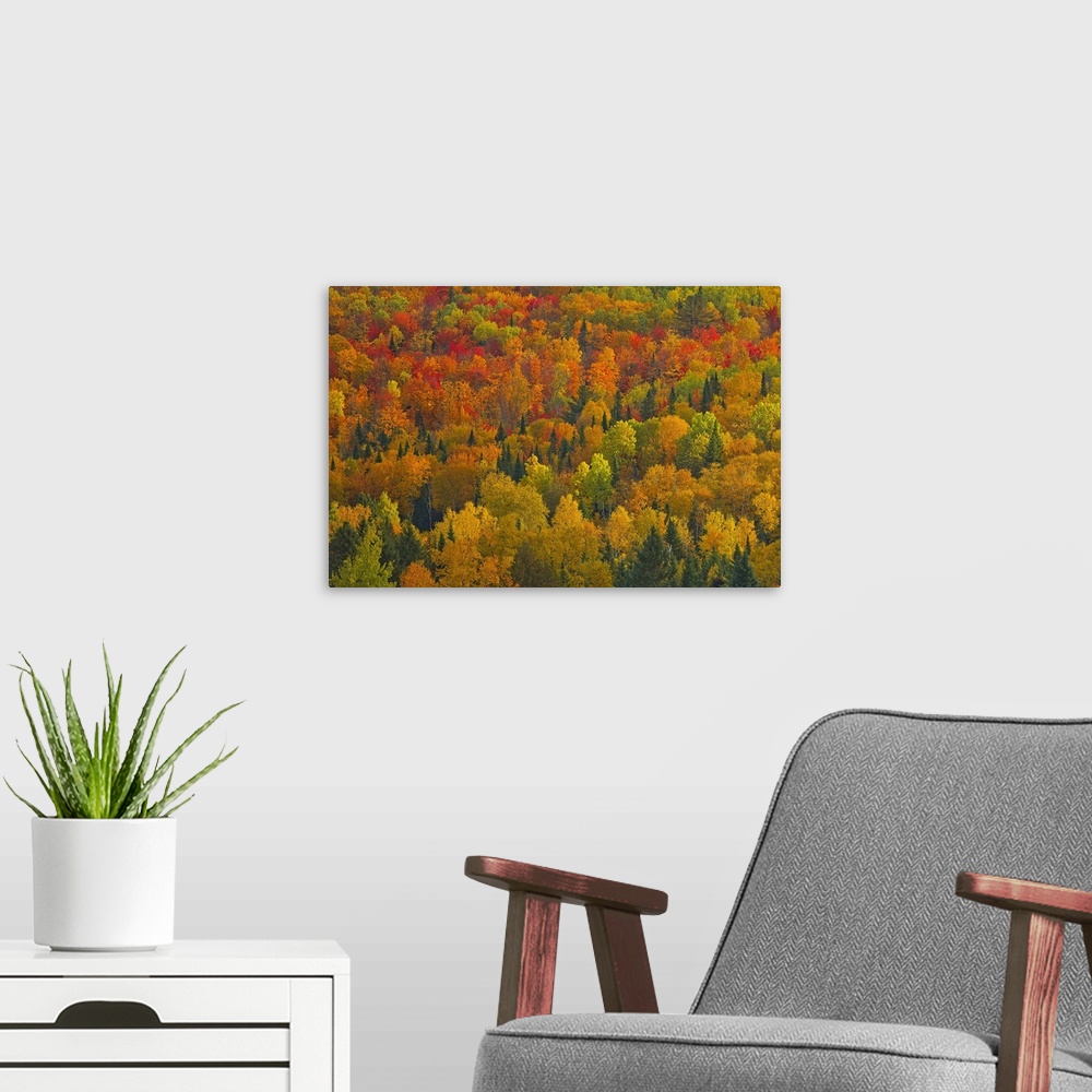 A modern room featuring Acadian forest in autumn foliage. Near Edmunston. Madawaska County, Saint-Joseph, New Brunswick, ...