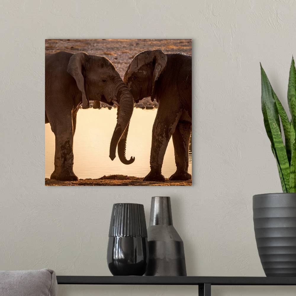 A modern room featuring Africa, Namibia, Etosha National park. Elephants at the waterhole of Okaukuejo.