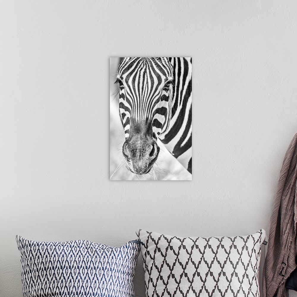A bohemian room featuring Africa, Namibia, Etosha National park. Zebra portrait in black and white.