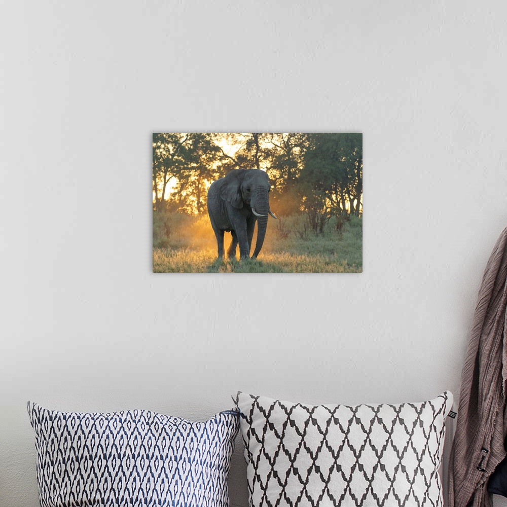 A bohemian room featuring Africa, Southern Africa, African, Botswana, Okavango Delta, Abu Camp, Sunrise with Elephant.