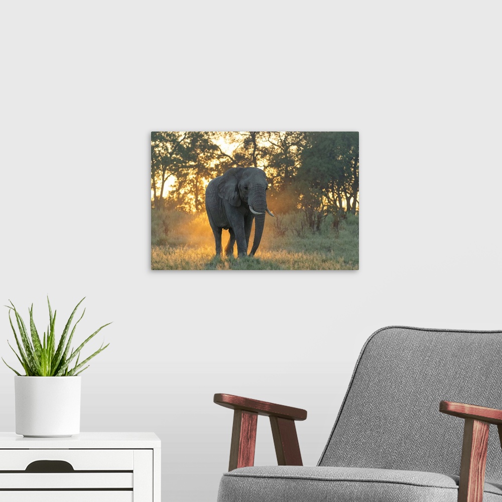 A modern room featuring Africa, Southern Africa, African, Botswana, Okavango Delta, Abu Camp, Sunrise with Elephant.