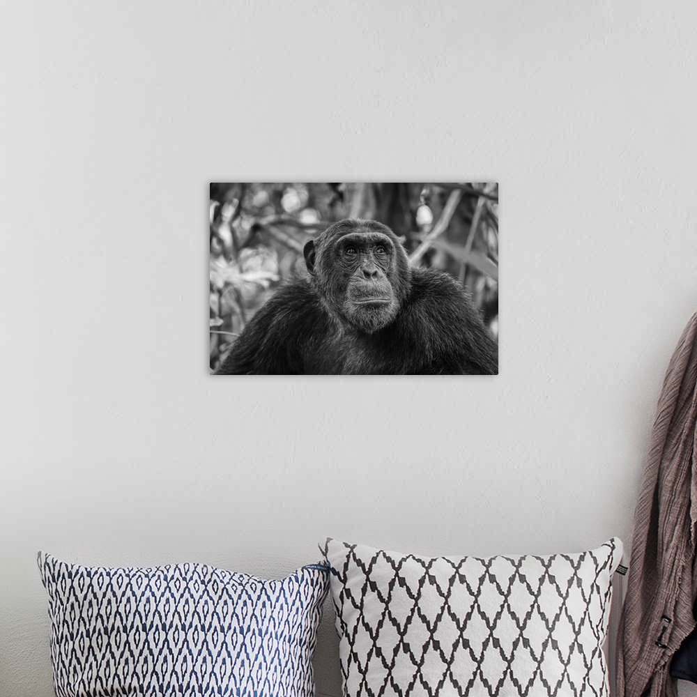 A bohemian room featuring Africa, Tanzania, Mahale Mountains National Park. A black and white portrait of a male chimpanzee.