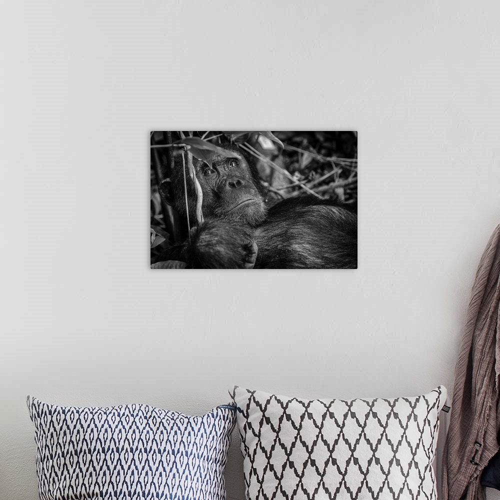 A bohemian room featuring Africa, Tanzania, Mahale Mountains National Park. A black and white portrait of a male chimpanzee.